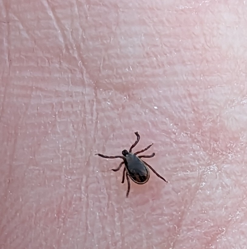 Eastern black-legged deer tick shown on a hand for size comparison, the primary tick species found near Locust Grove VA trails and wooded residential lots