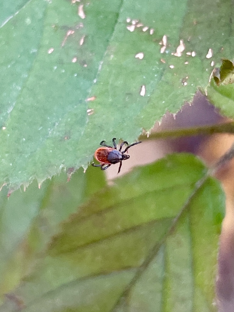 Eastern black-legged deer tick on a green leaf, commonly found in wooded areas surrounding Locust Grove VA near the Wilderness Battlefield