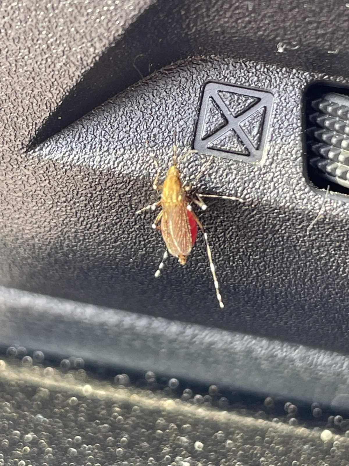 Blood-fed eastern saltmarsh mosquito showing engorged red abdomen