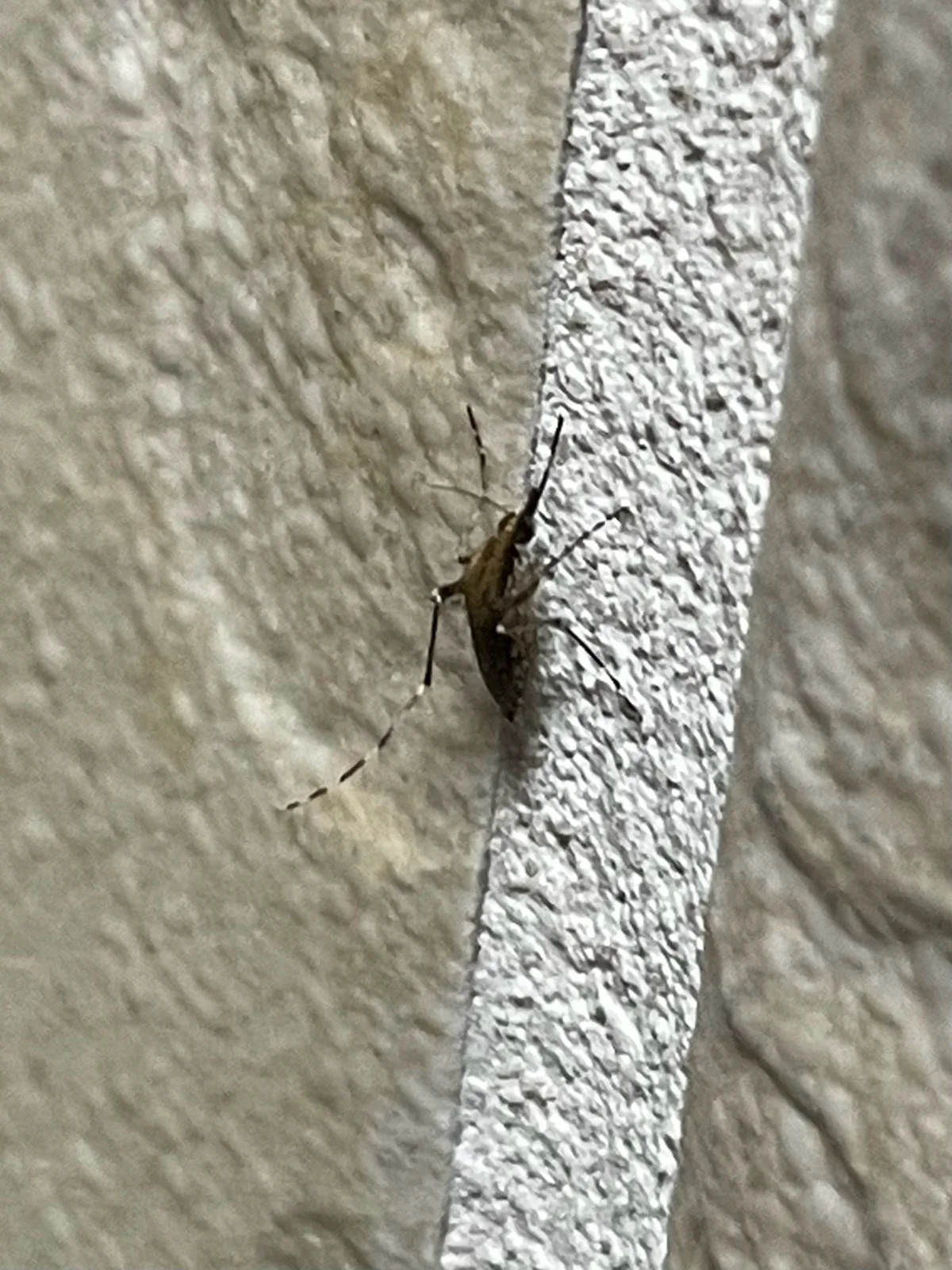 Eastern saltmarsh mosquito resting on textured wall surface