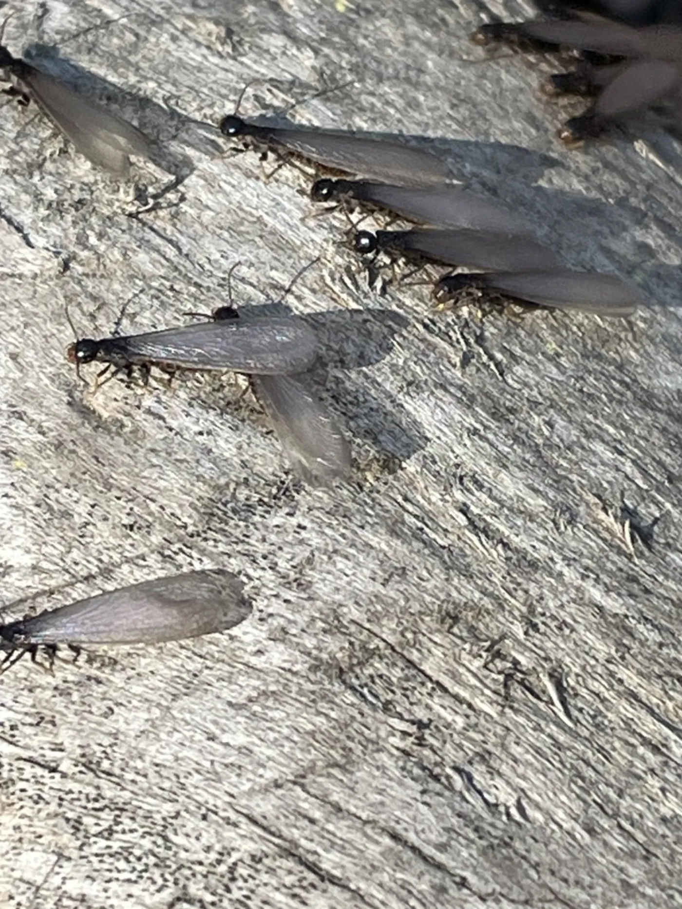 Winged termite swarmers on a fallen log, like the deadwood along the wooded edges of Ellicott City yards
