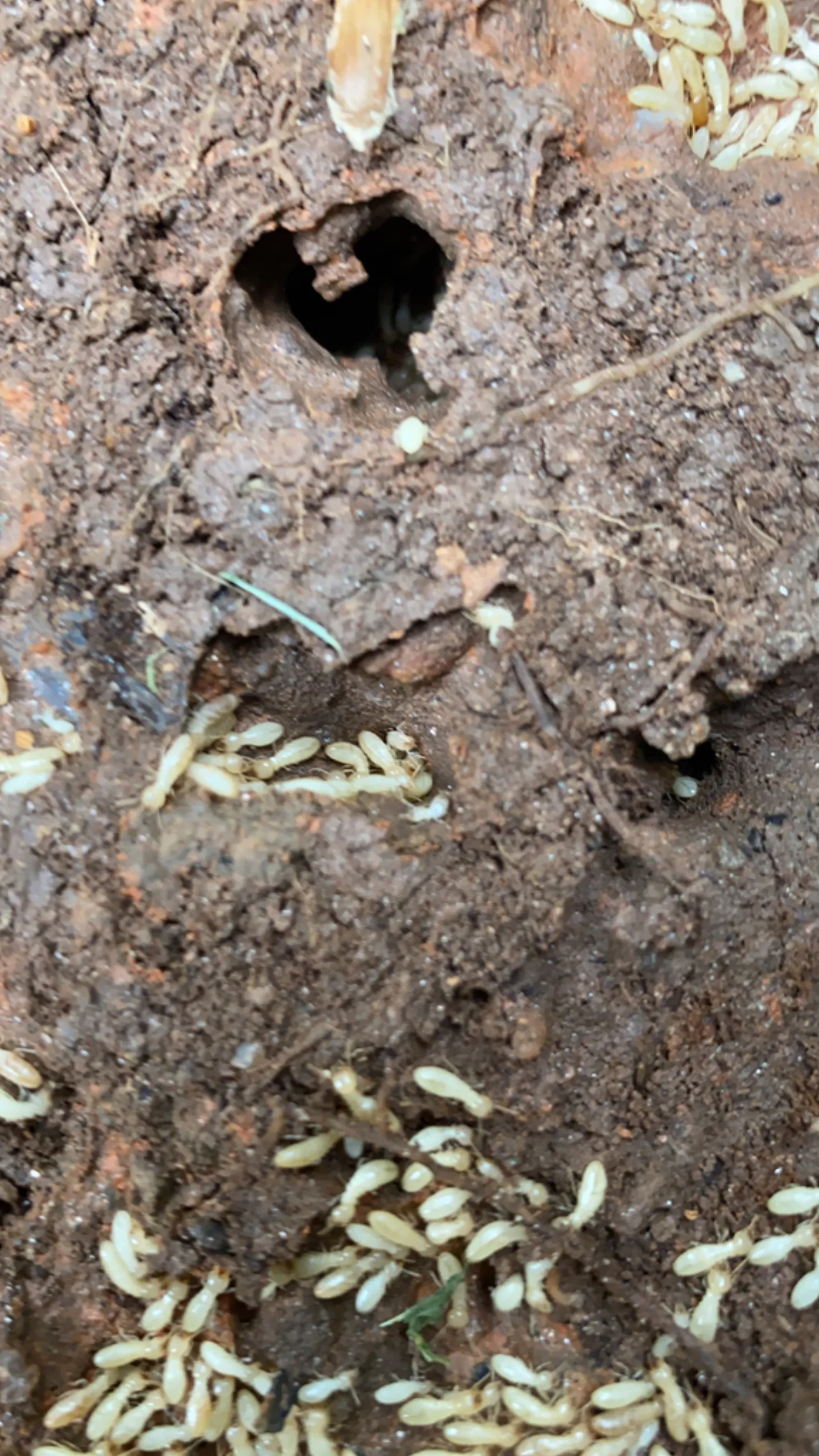 Eastern subterranean termite colony inside a rotting log in a wooded Maryland lot