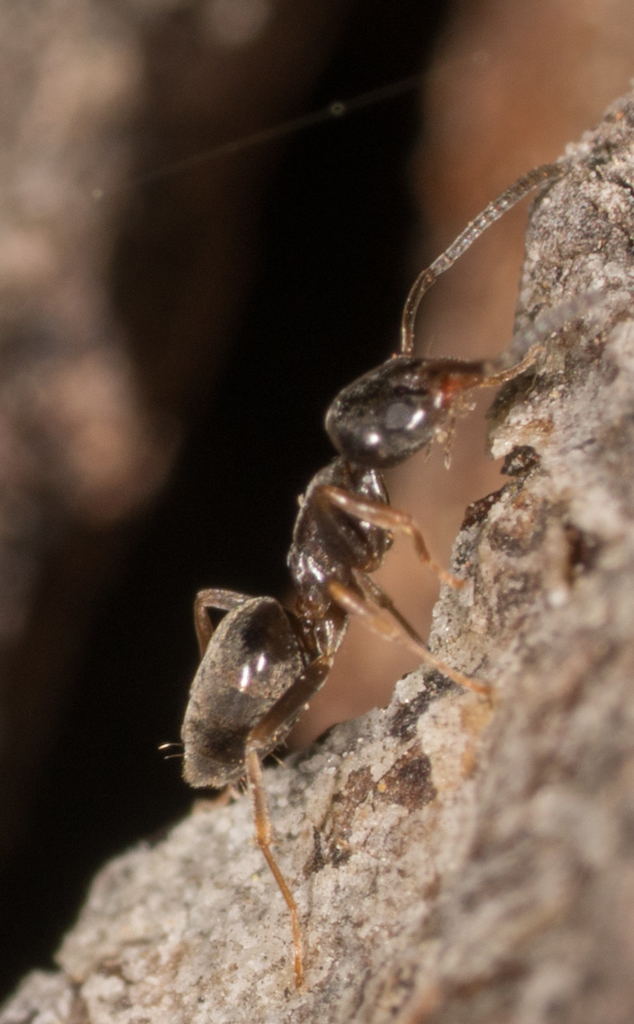 Odorous house ant close-up, the tiny kitchen ant common in Fairfax Virginia homes