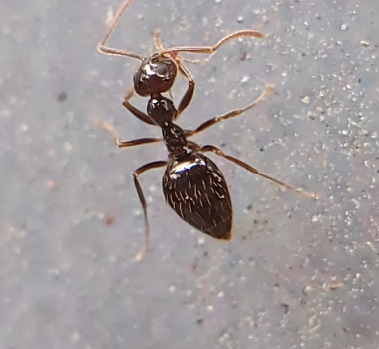 False honey ant worker walking across cold concrete in late winter