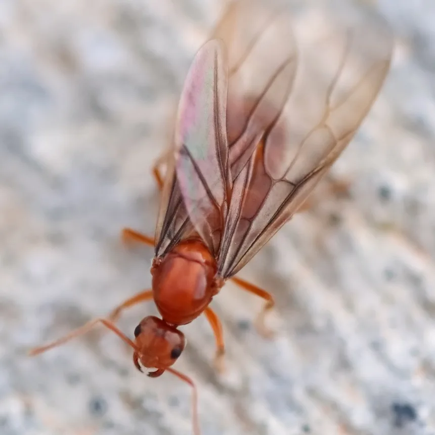 Winged false honey ant reproductive resting on bark before an early spring mating flight