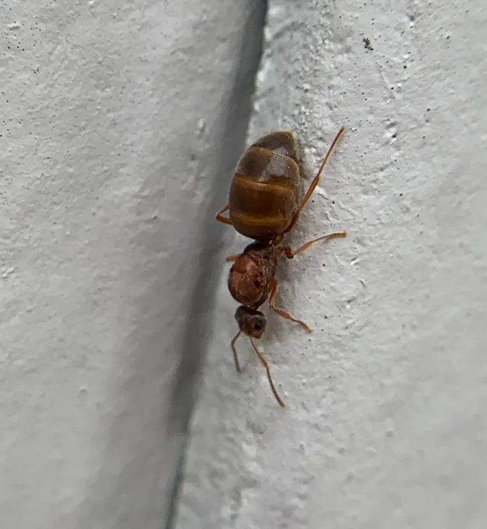 Well-fed false honey ant worker with a swollen amber abdomen climbing a painted exterior wall