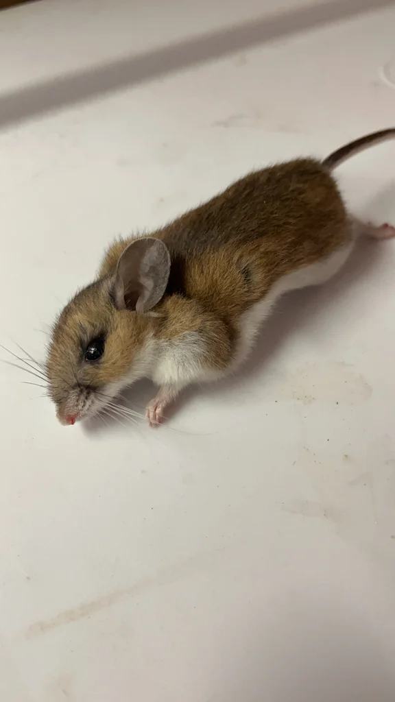 Close-up of field mouse showing characteristic large eyes and ears