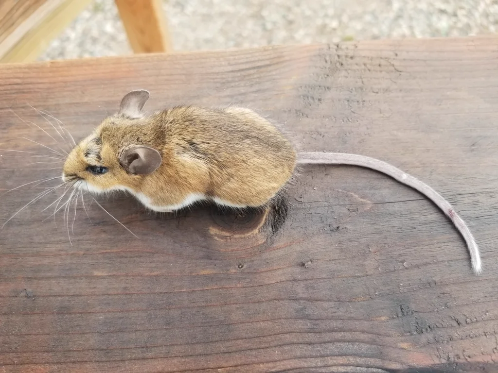 White-footed field mouse with a long tail and white belly sitting on a weathered wooden board in western Montgomery County