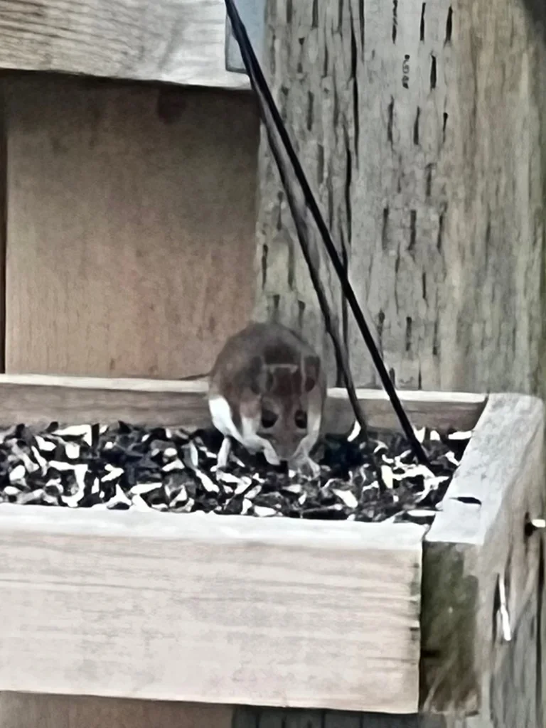 Field mouse feeding at a bird feeder, demonstrating their opportunistic foraging behavior