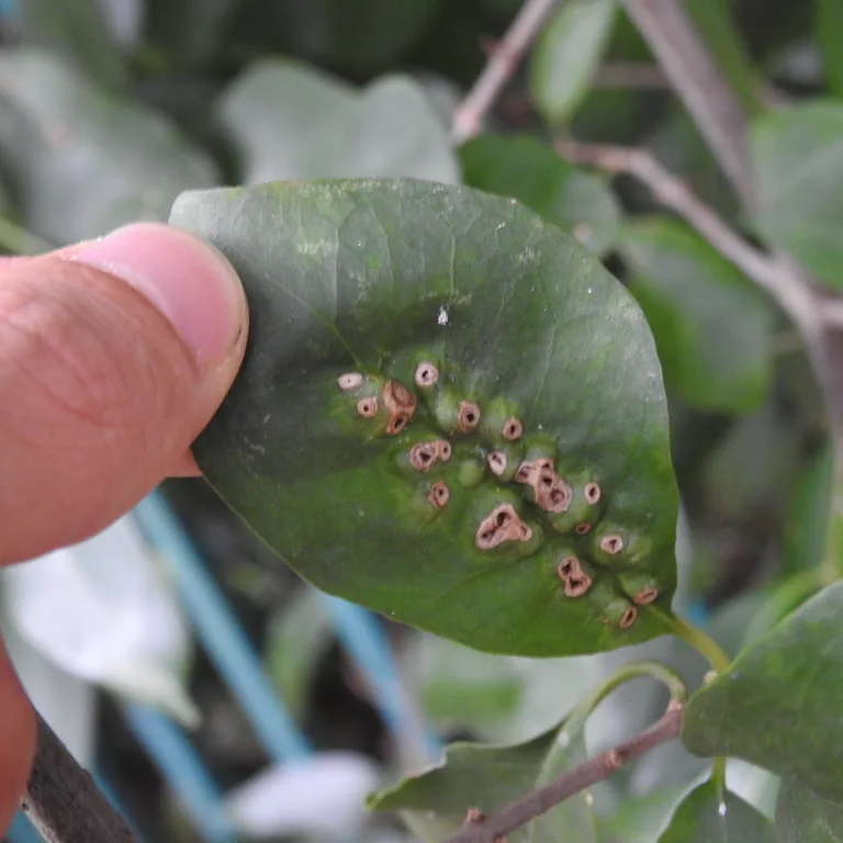 Fig leaf with visible exit holes left behind by emerging fig wasps