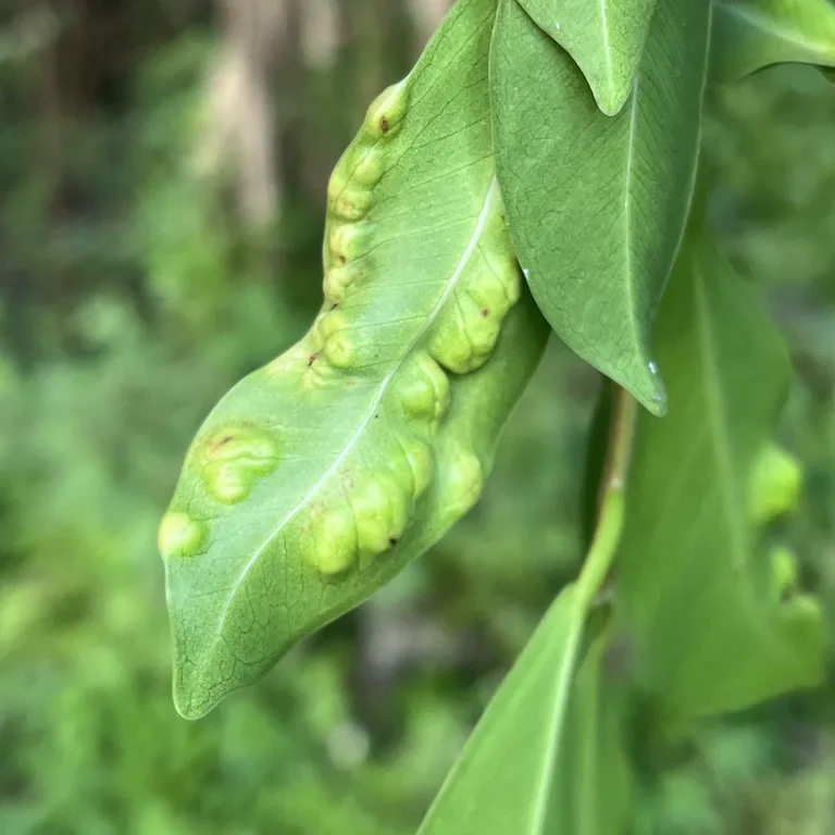 Green fig leaf with swollen galls where fig wasp larvae develop