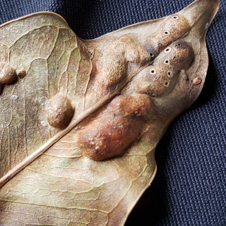 Dried fig leaf showing raised galls caused by fig wasp larvae