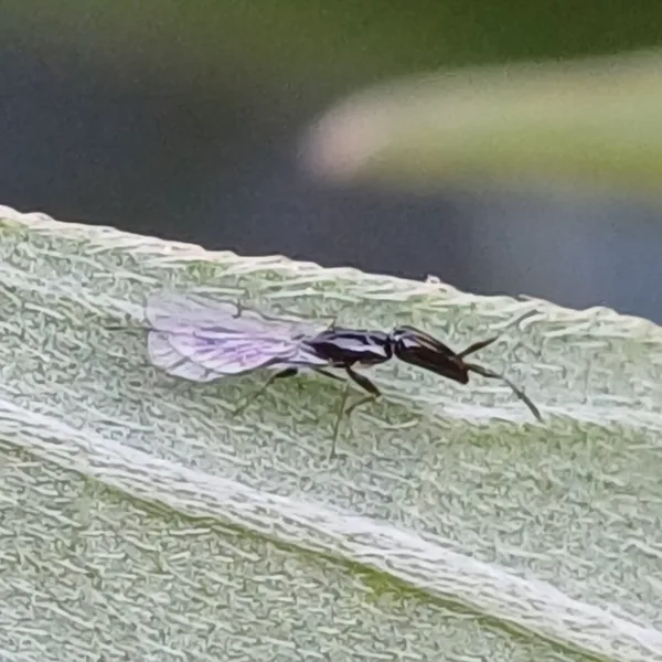 Female fig wasp with wings spread resting on a leaf edge