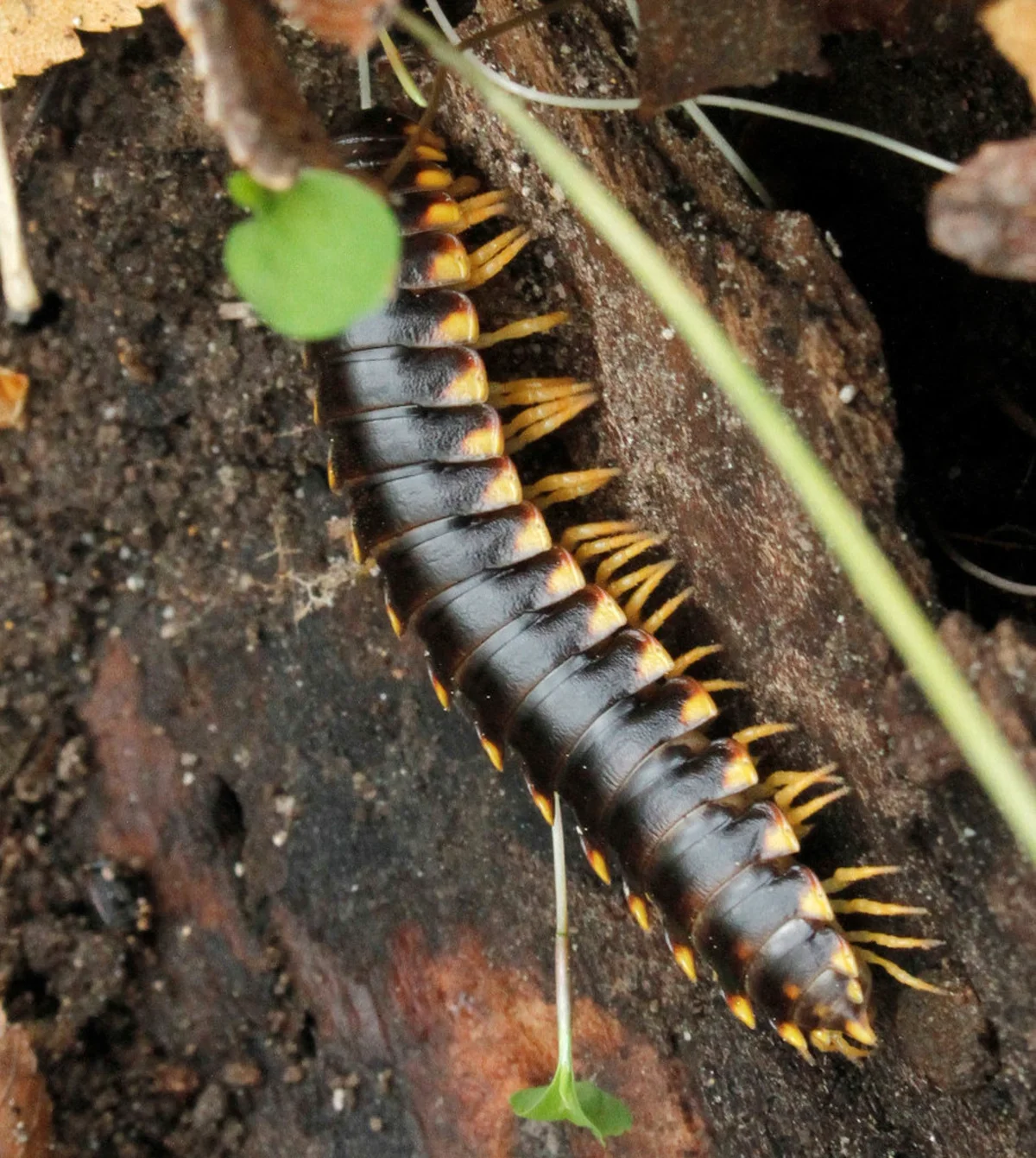 Yellow and black flat-backed millipede with bright warning coloration on forest floor