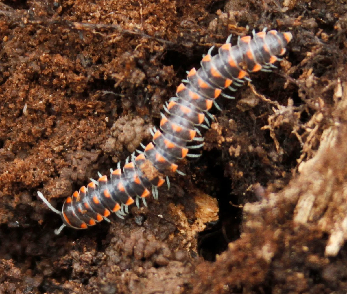 Colorful flat-backed millipede showing orange and blue banded segments