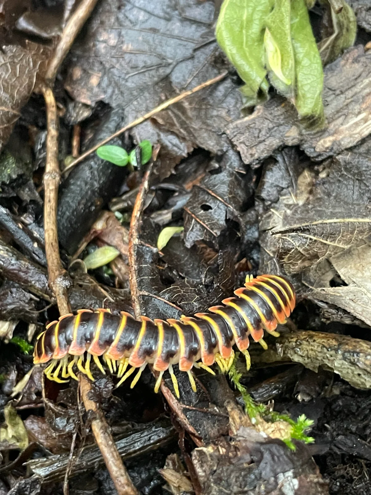 Flat-backed millipede crawling through leaf litter in natural habitat