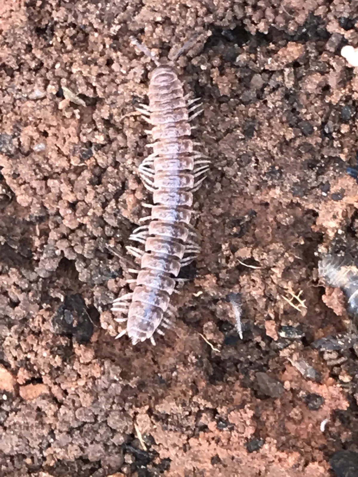 Pale flat-backed millipede on soil showing body structure and many legs