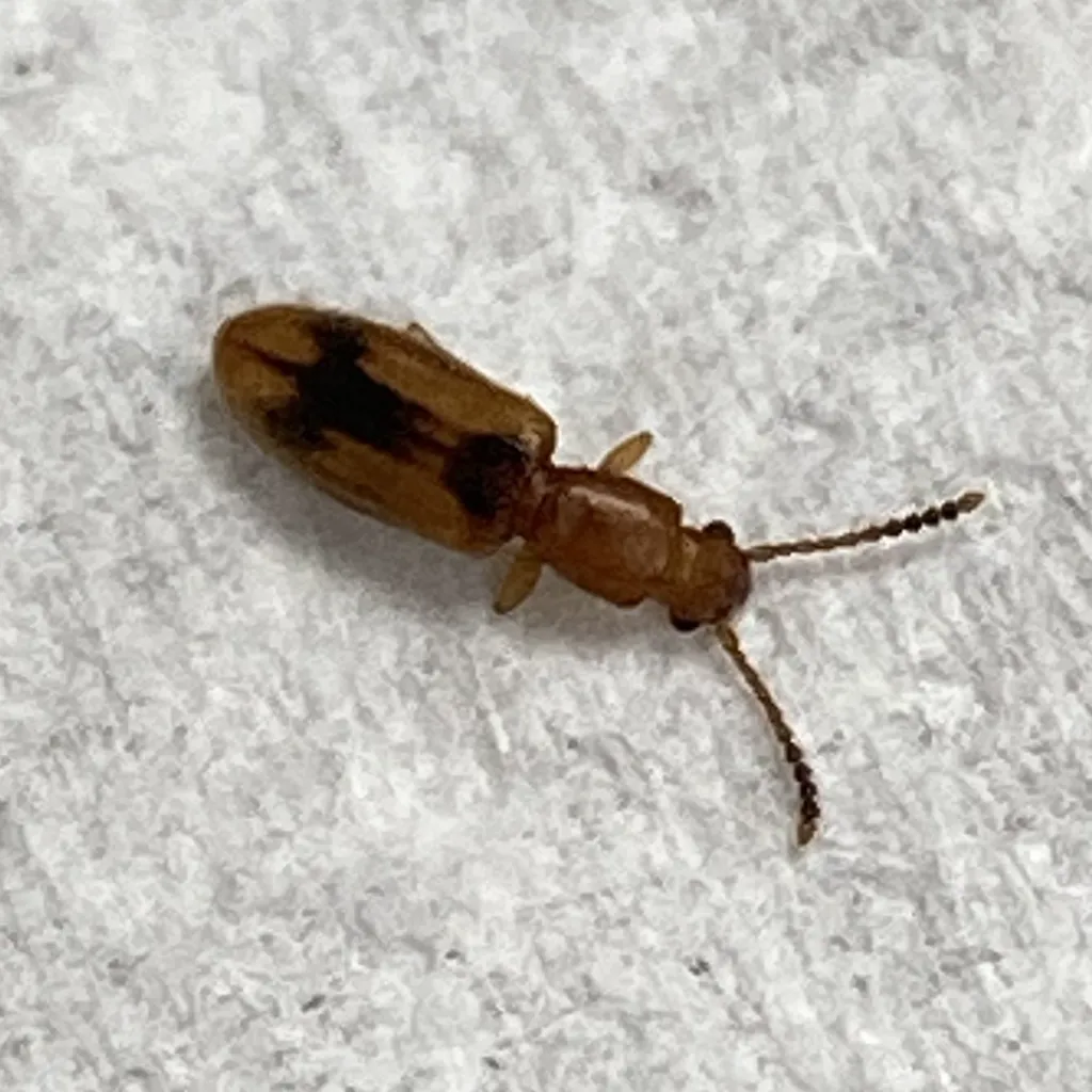 Close-up of a flat grain beetle showing its distinctive long bead-like antennae and body details