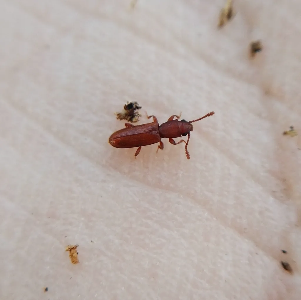 Side view of a flat grain beetle on a white surface showing its flattened body profile and reddish-brown coloring