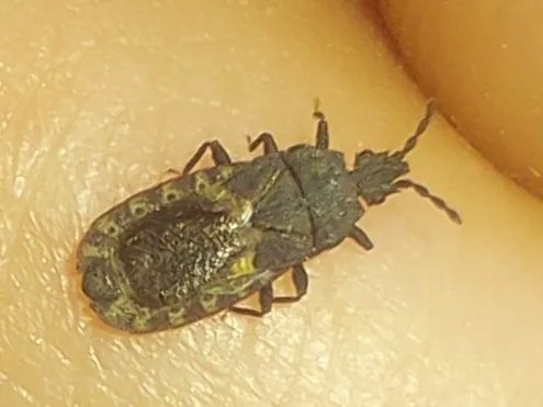 Flat bug held on a fingertip showing its small size and dark coloring