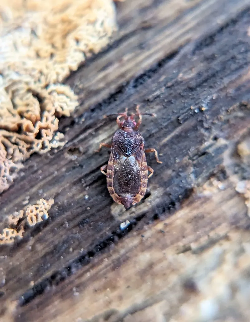 Flat bug on decaying wood near fungal growth in its natural habitat