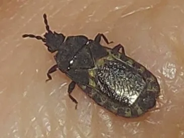 Close-up of a flat bug on a hand showing dorsal surface texture