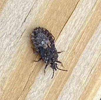 Flat bug crawling on a wooden surface showing its extremely thin profile
