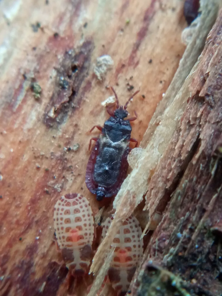 Flat bug on tree bark alongside another insect for size comparison