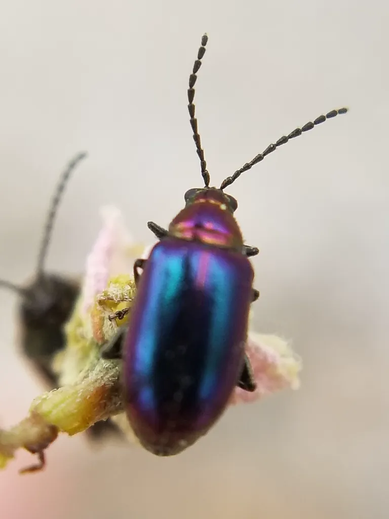 Close-up of a metallic blue and purple flea beetle perched on a flower bud