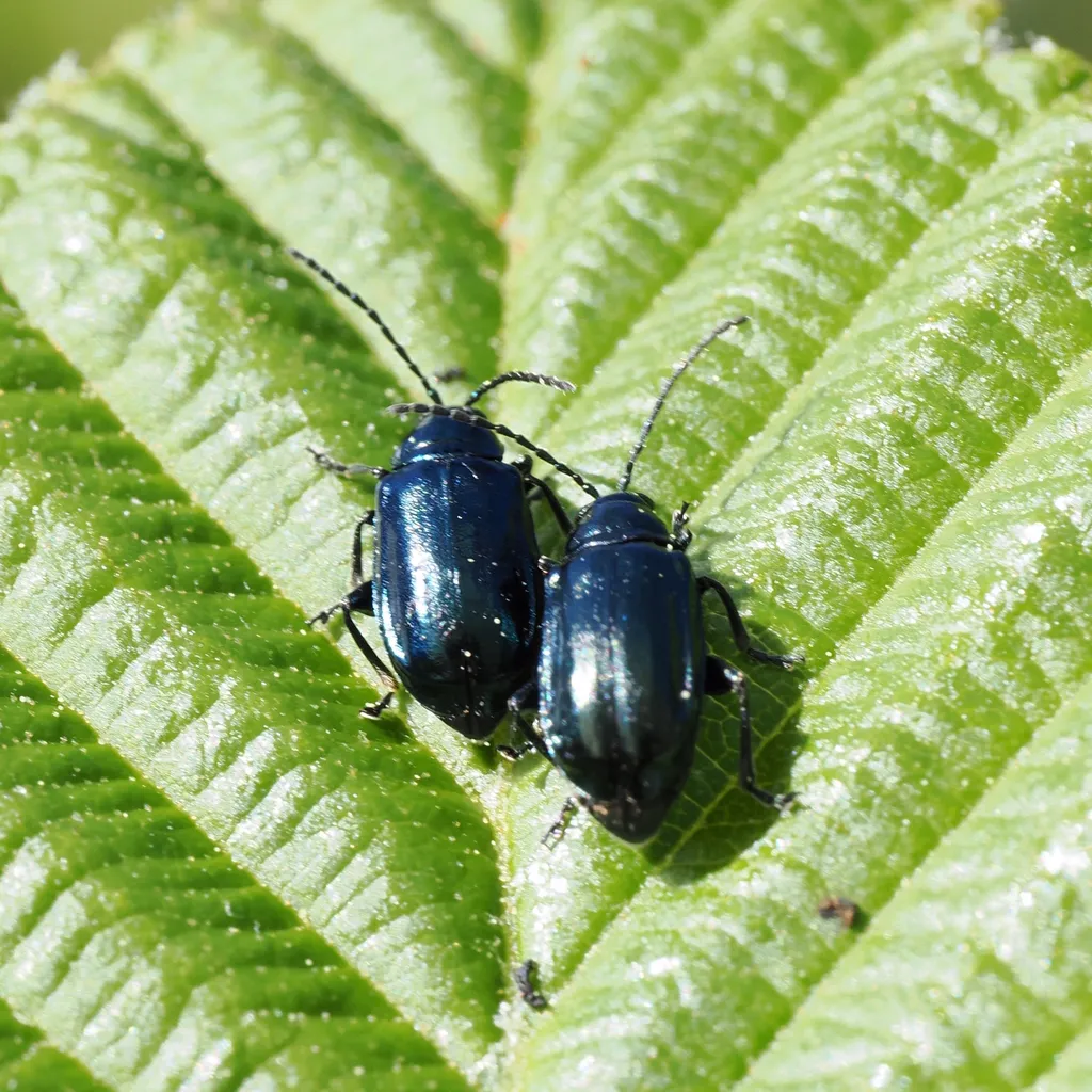 Two metallic blue flea beetles side by side on a green leaf showing their iridescent coloring