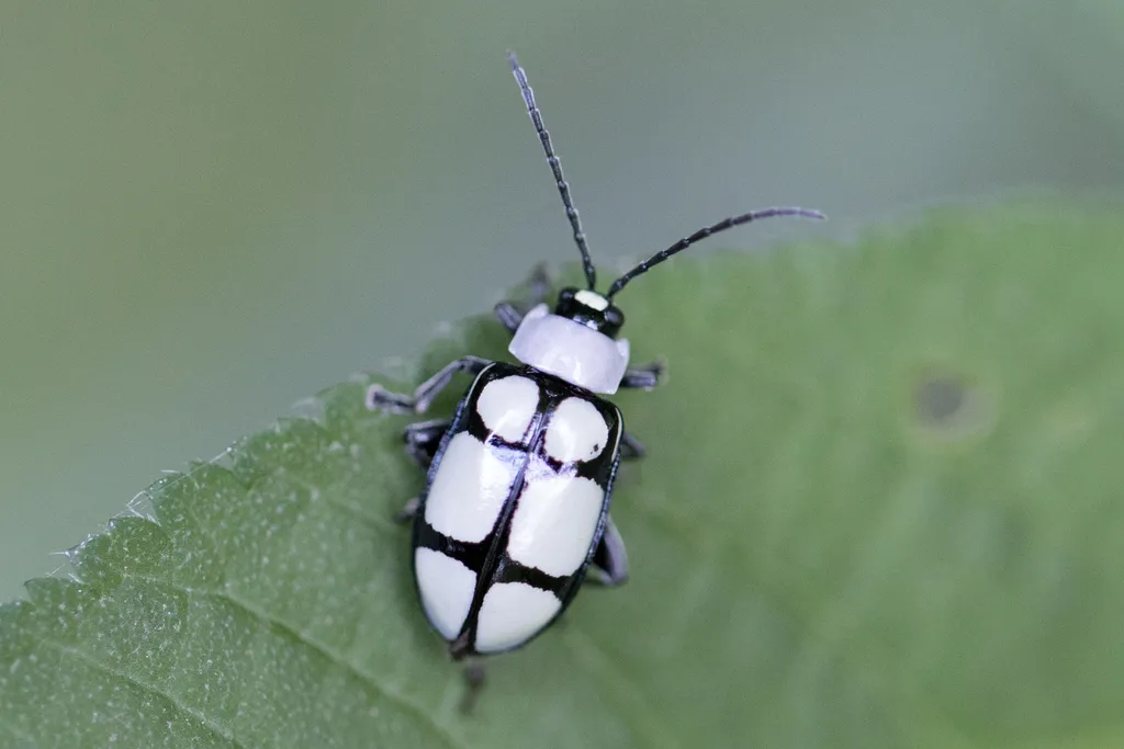 Black and white striped flea beetle on a green leaf showing distinctive banding pattern