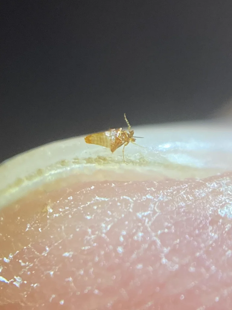Close-up of a flea