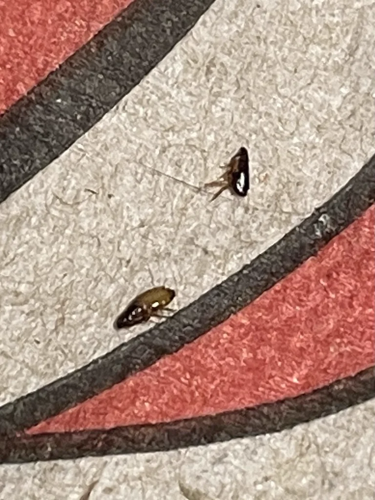 Two fleas on a patterned surface showing their small size and dark coloration