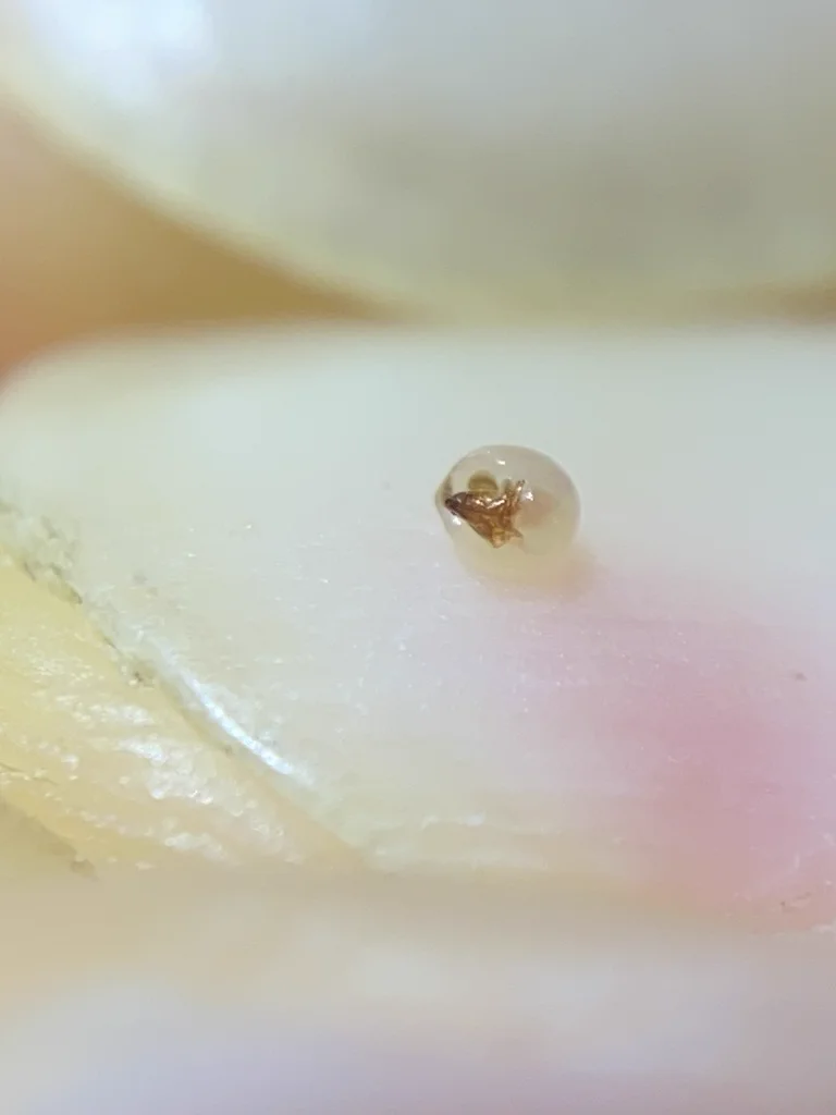 Macro photograph of a flea showing detailed body structure