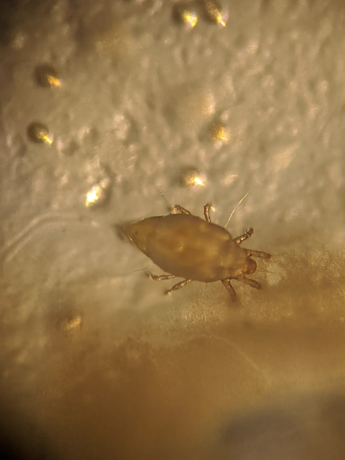 Close-up of a single flour mite on a light surface showing its translucent body