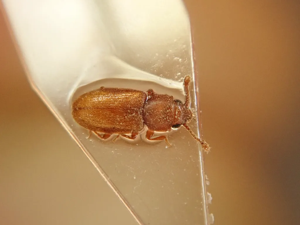 Close-up of a foreign grain beetle crawling on a plant stem