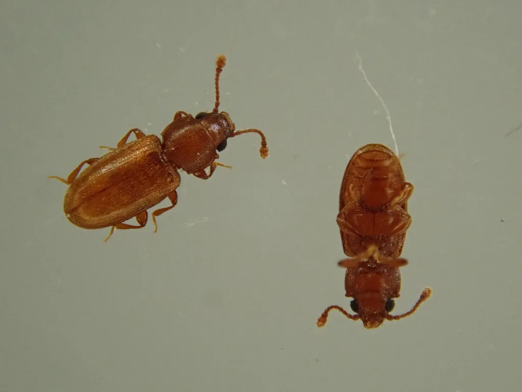 Two foreign grain beetles side by side showing size comparison and anatomical details