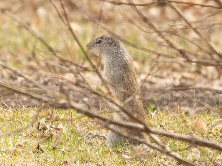 Franklin's ground squirrel standing alert in upright posture