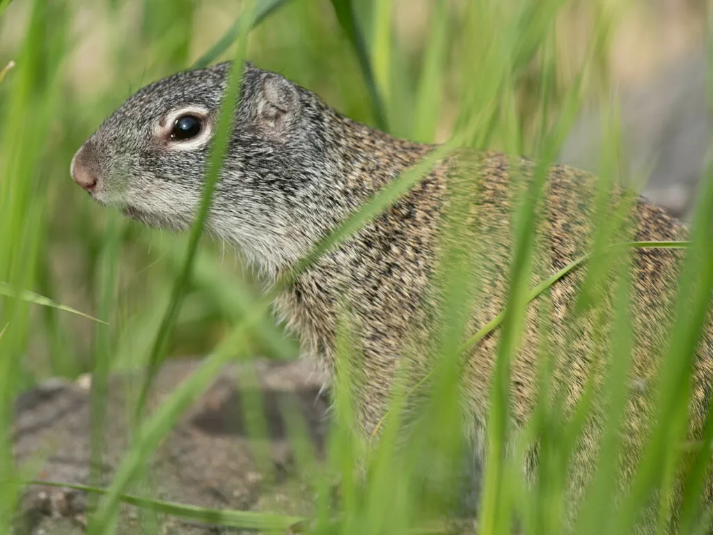Close-up of Franklin's ground squirrel face through tall grass