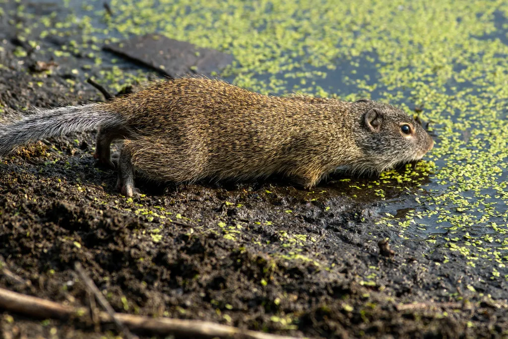 Franklin's ground squirrel near water in wetland habitat