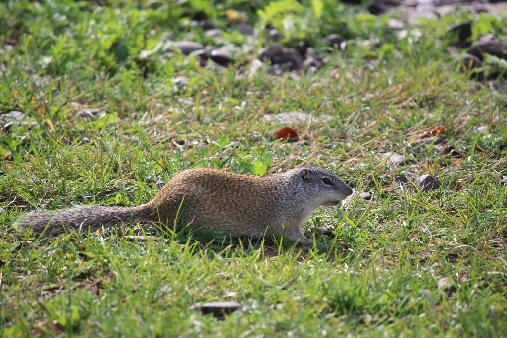 Franklin's ground squirrel in side profile foraging on grass