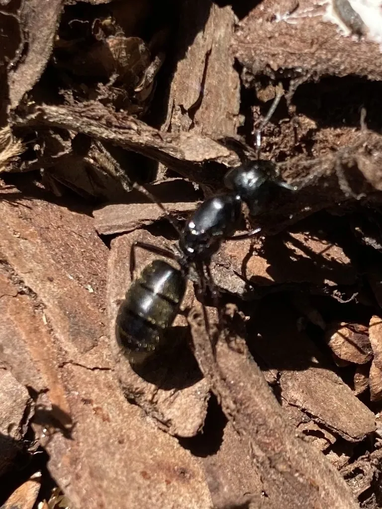Carpenter ant crawling through wood mulch beside a house foundation in Frederick, Maryland