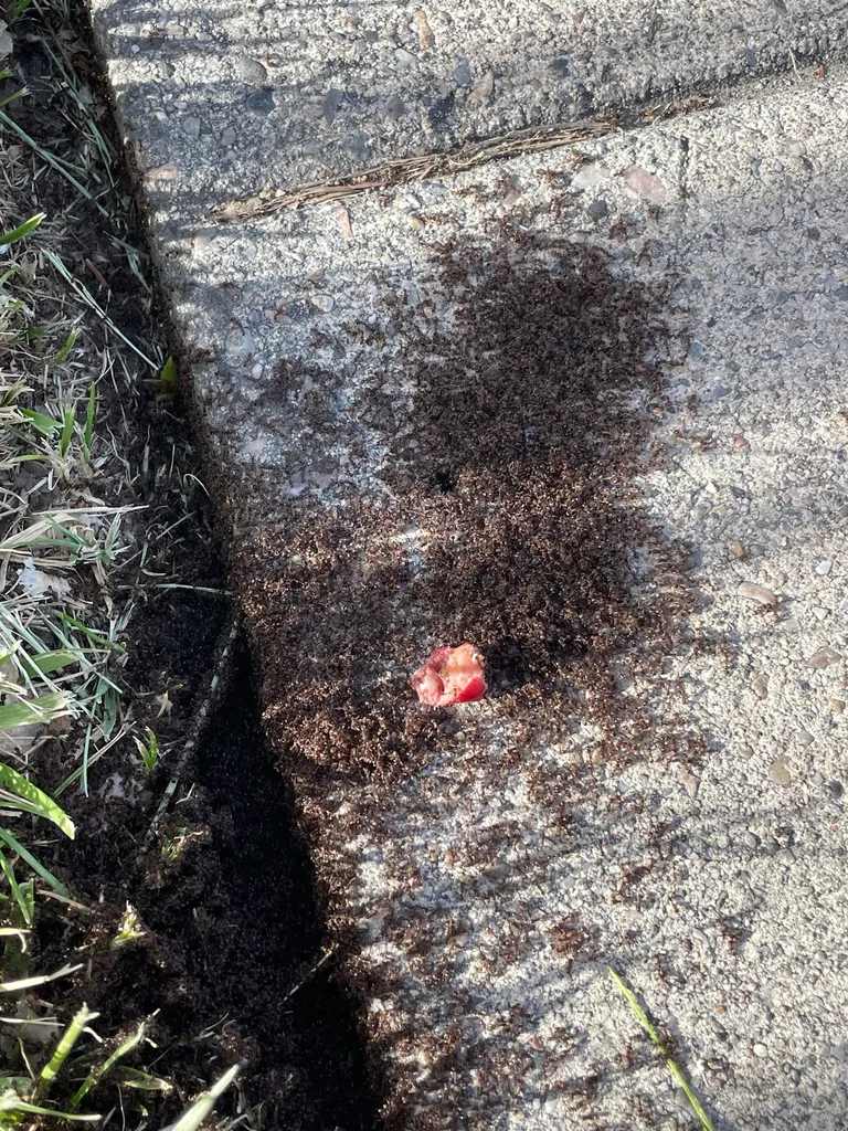 Pavement ants gathered in the seam between a sidewalk and lawn in Frederick, Maryland