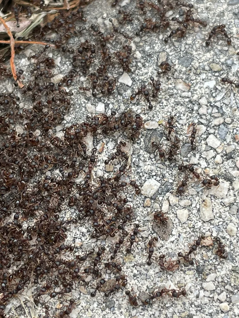 Hundreds of pavement ants fighting on a concrete sidewalk in Frederick, MD in spring