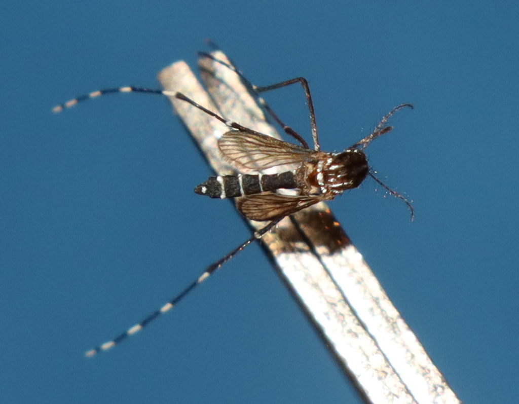Close-up of an Asian tiger mosquito found in the Frederick County area near Gambrill State Park