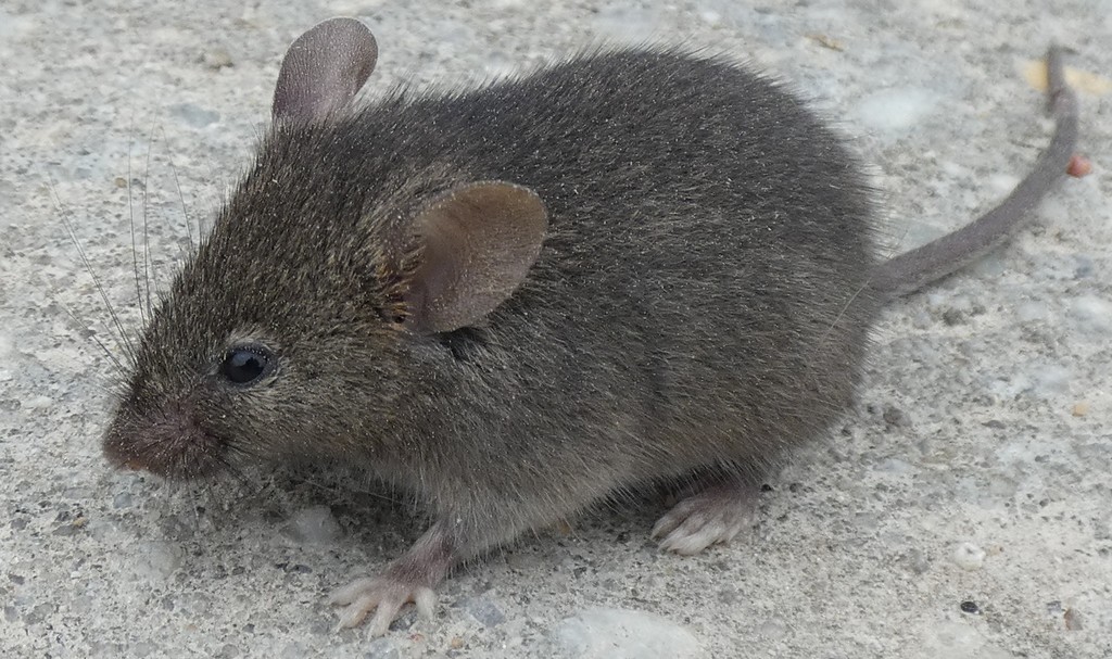 Close-up profile of a house mouse of the kind found inside Frederick, Maryland homes