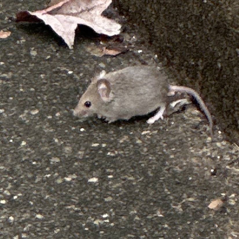 House mouse moving along a curb under fallen leaves in a Frederick, Maryland neighborhood