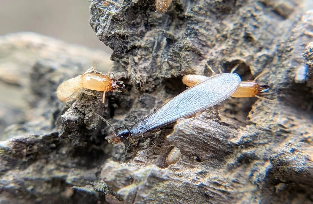 Termite swarmers and a shed wing on weathered wood, a common spring find in downtown Frederick Maryland cellars