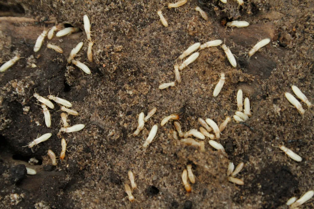 Eastern subterranean termite workers in damp soil, the kind of colony found beside Frederick Maryland subdivision foundations