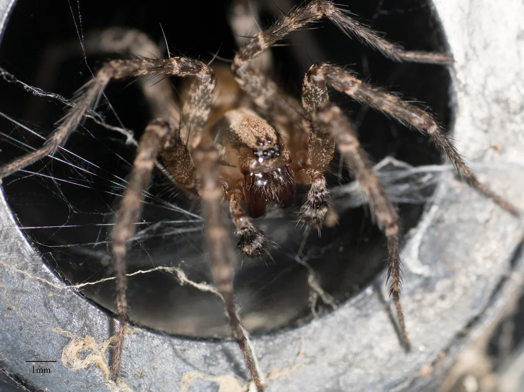 Funnel weaver spider emerging from dark tubular retreat in web